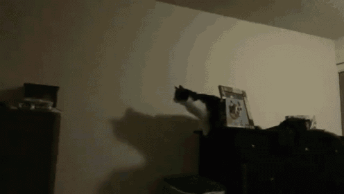 猫咪做体检一般做哪些项目(猫咪体检要做哪些项目)