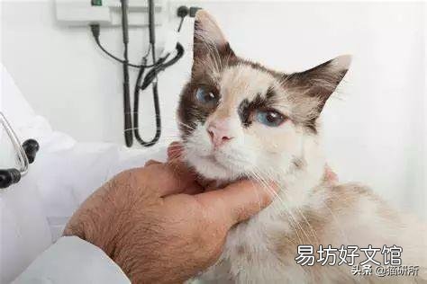 猫咪做体检一般做哪些项目(猫咪体检要做哪些项目)