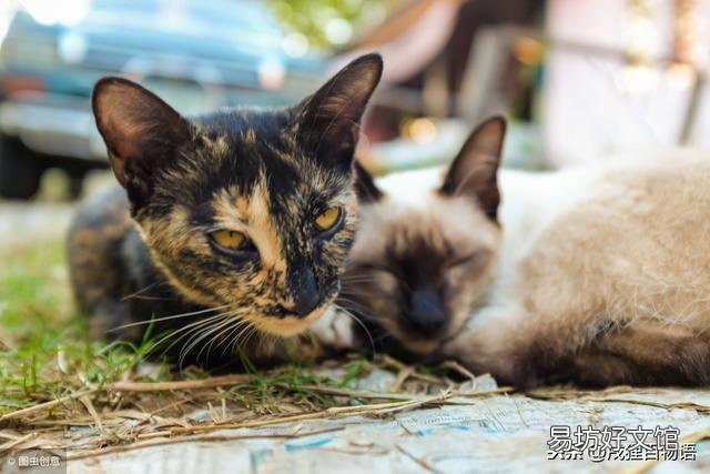 猫皮肤有螨虫症状(猫皮肤有螨虫症状用什么药)