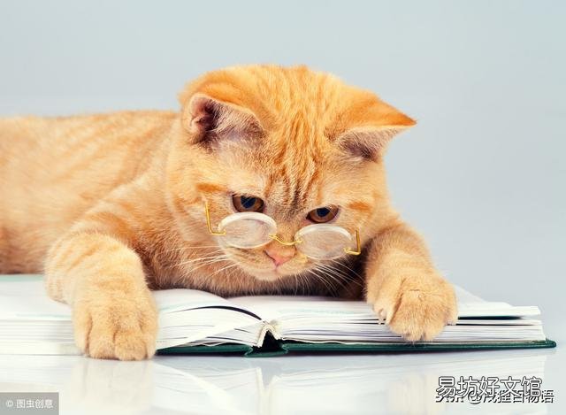 猫皮肤有螨虫症状(猫皮肤有螨虫症状用什么药)