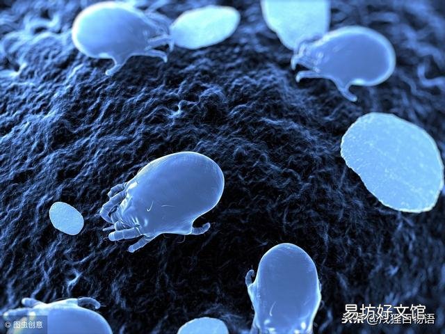 猫皮肤有螨虫症状(猫皮肤有螨虫症状用什么药)