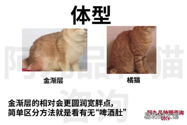 橘猫和金渐层的串长什么样(金渐层猫和橘猫串)