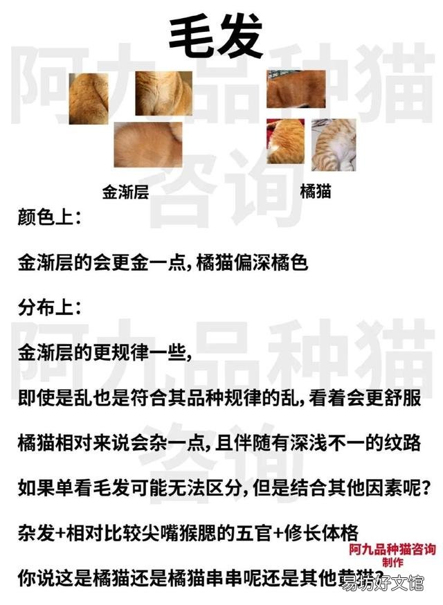 橘猫和金渐层的串长什么样(金渐层猫和橘猫串)