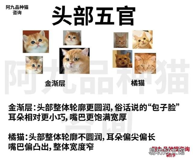 橘猫和金渐层的串长什么样(金渐层猫和橘猫串)