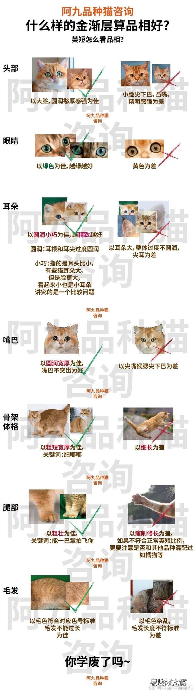 橘猫和金渐层的串长什么样(金渐层猫和橘猫串)
