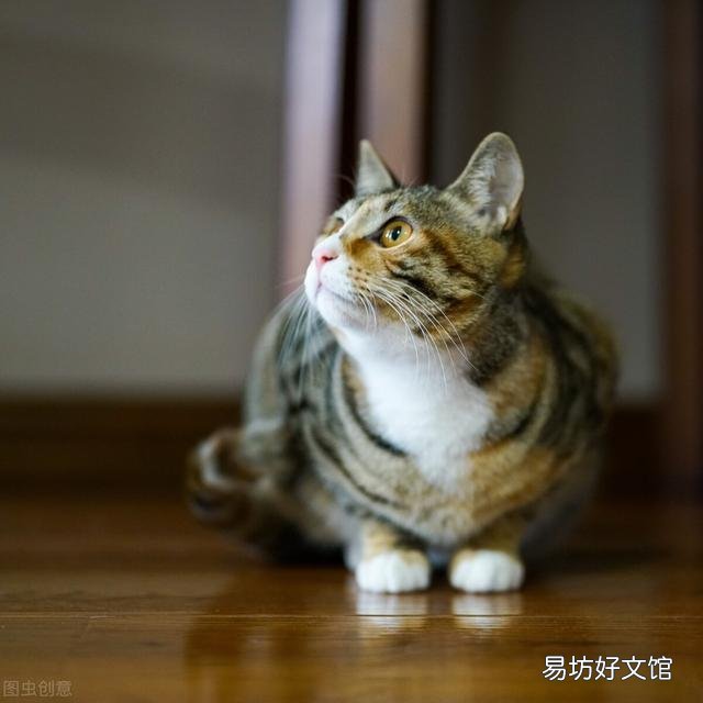 猫哪里容易得猫癣(猫在什么情况容易得猫癣)