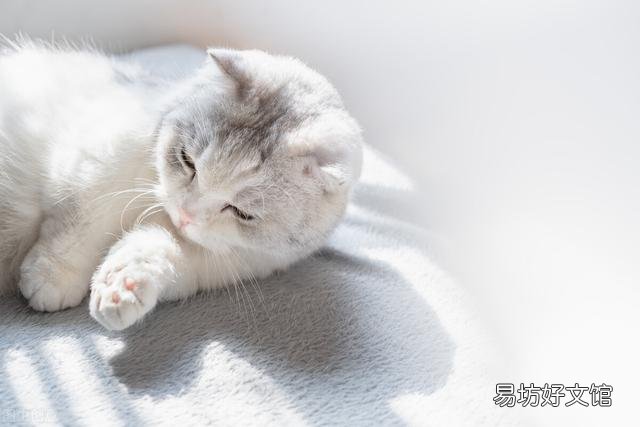 猫哪里容易得猫癣(猫在什么情况容易得猫癣)