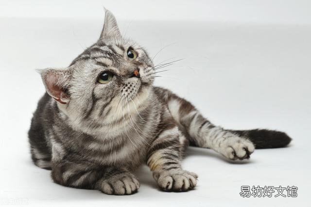 猫哪里容易得猫癣(猫在什么情况容易得猫癣)