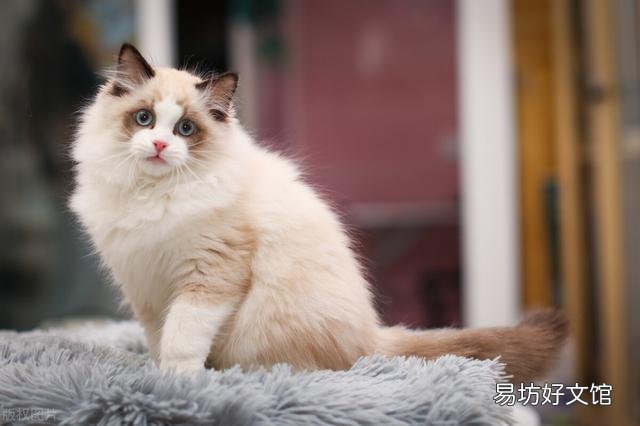 猫哪里容易得猫癣(猫在什么情况容易得猫癣)