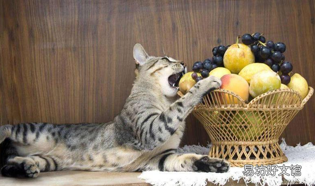 猫咪可以吃水果吗(猫咪能吃水果嘛)