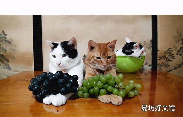 猫咪可以吃水果吗(猫咪能吃水果嘛)