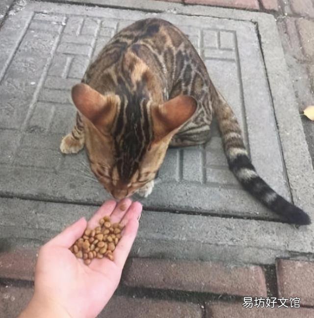 猫咪可以吃水果吗(猫咪能吃水果嘛)