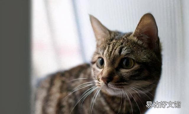 养狸花猫需要注意什么(狸花猫的饲养注意事项有哪些)
