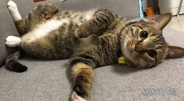 养狸花猫需要注意什么(狸花猫的饲养注意事项有哪些)