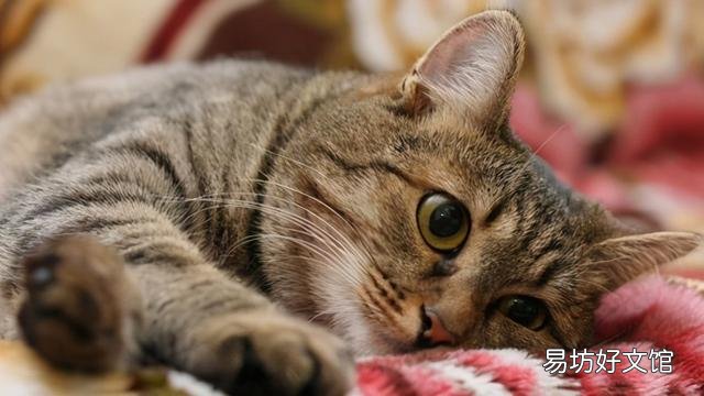 养狸花猫需要注意什么(狸花猫的饲养注意事项有哪些)