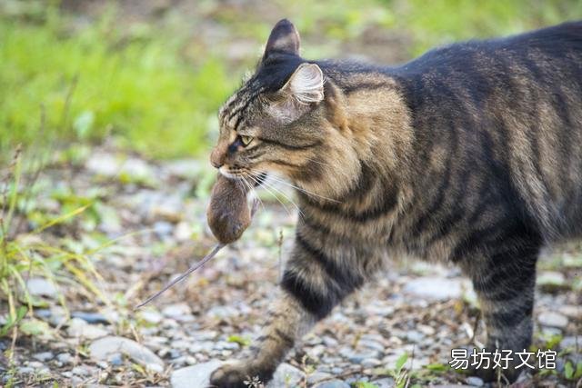 养狸花猫需要注意什么(狸花猫的饲养注意事项有哪些)