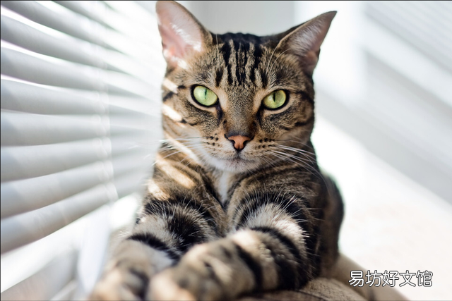 养狸花猫需要注意什么(狸花猫的饲养注意事项有哪些)