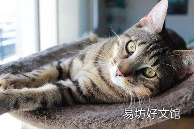 养狸花猫需要注意什么(狸花猫的饲养注意事项有哪些)