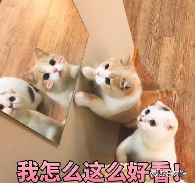 女孩子养暹罗猫好嘛(暹罗猫适合女生养吗)