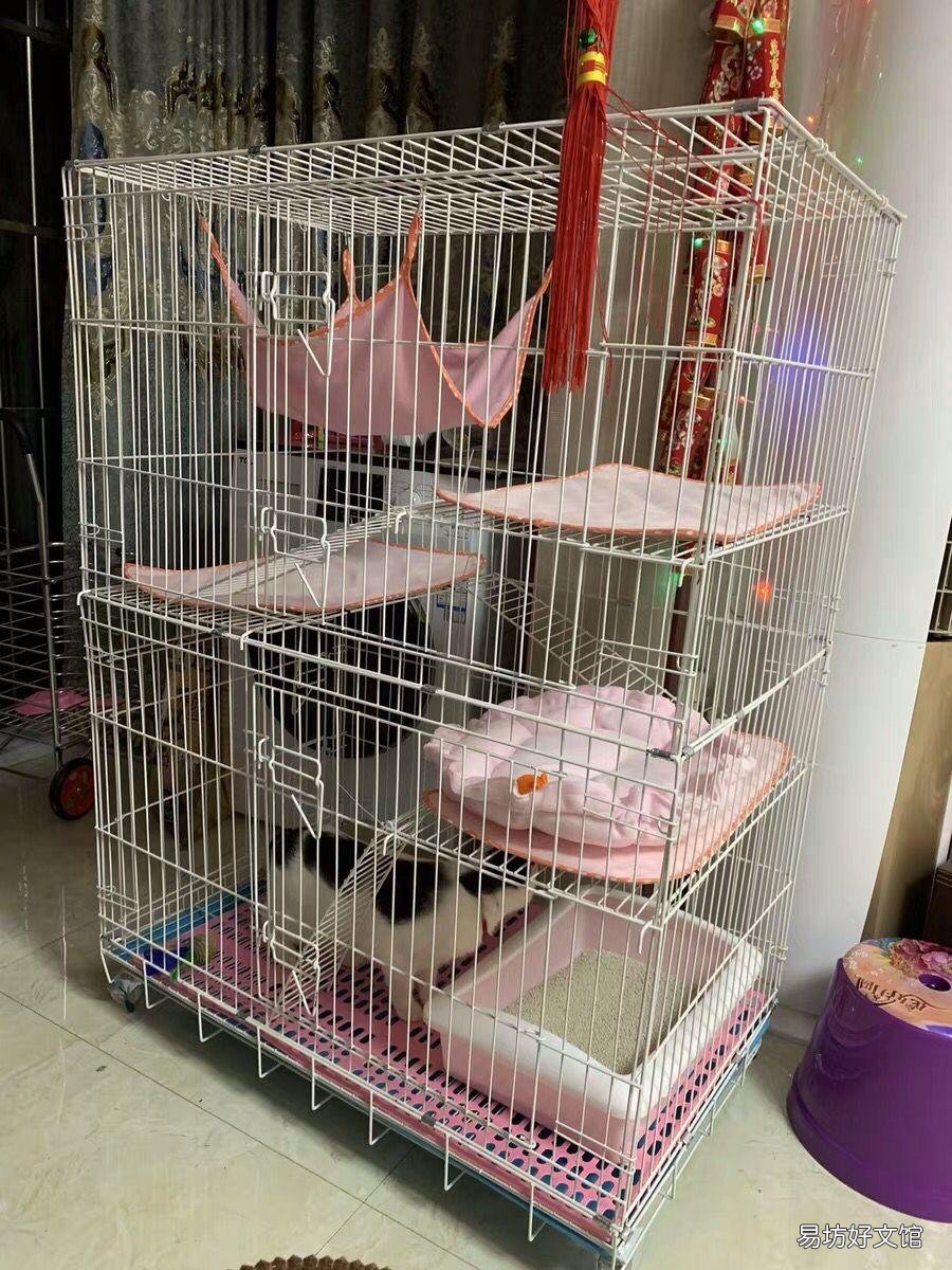 猫笼子怎么选择(猫笼子选择多大)