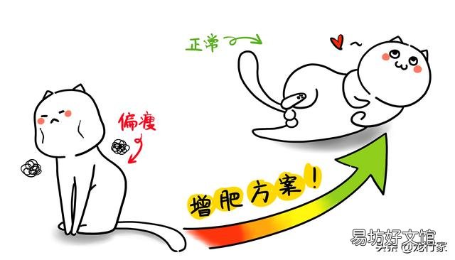 猫越养越瘦是怎么回事(猫越养越瘦是什么原因造成的)