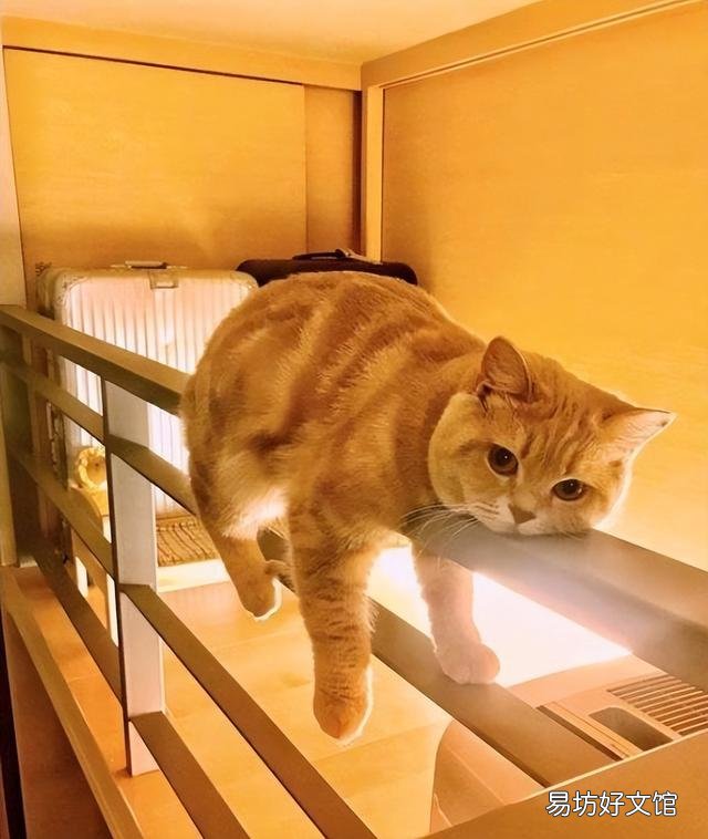 猫不喜欢运动怎么办(猫一直不运动行不行)