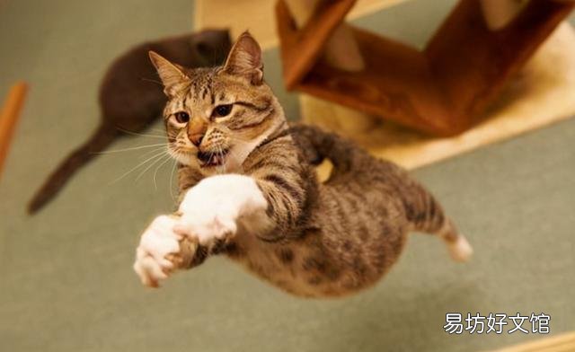 猫不喜欢运动怎么办(猫一直不运动行不行)
