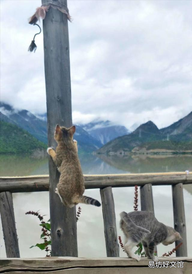 猫不喜欢运动怎么办(猫一直不运动行不行)