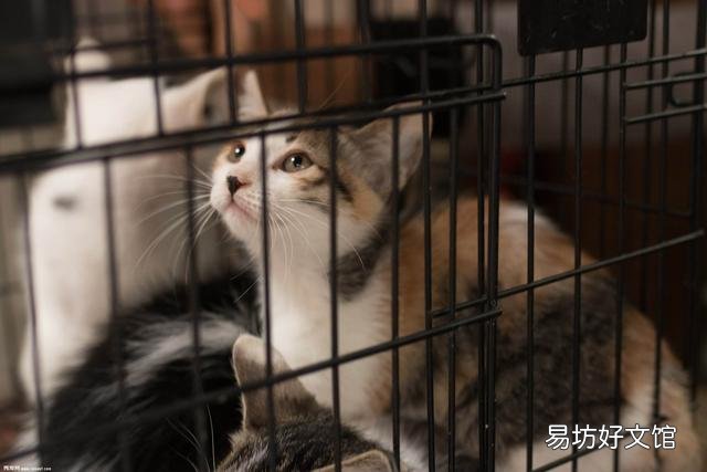猫不喜欢运动怎么办(猫一直不运动行不行)