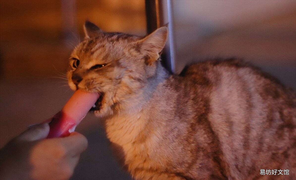 猫咪能偶尔吃火腿肠吗(猫可以偶尔吃火腿肠吗)