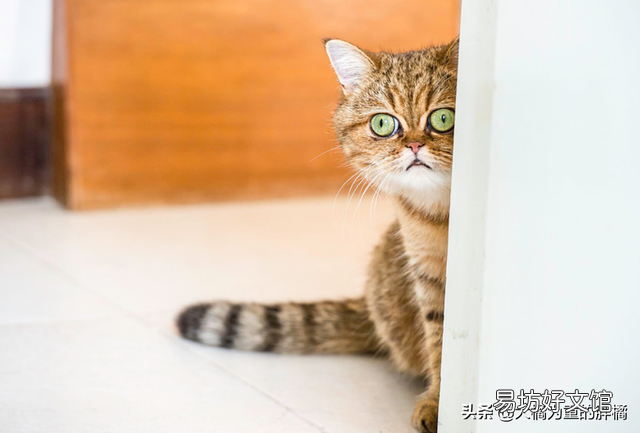 加菲猫的特点和生活特征(加菲猫的特点和生活特征是什么)