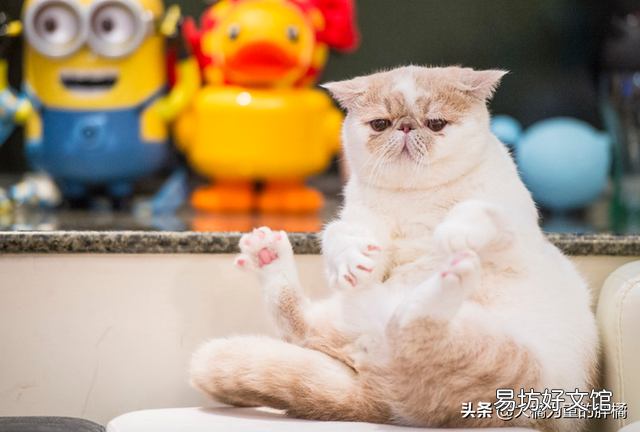 加菲猫的特点和生活特征(加菲猫的特点和生活特征是什么)