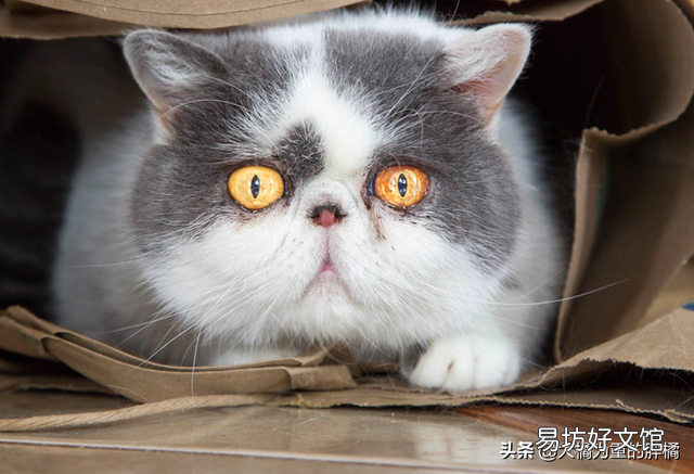 加菲猫的特点和生活特征(加菲猫的特点和生活特征是什么)