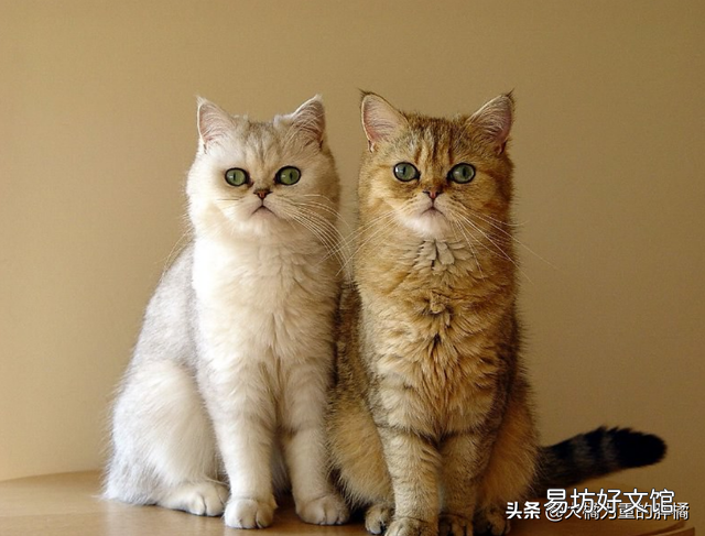 加菲猫的特点和生活特征(加菲猫的特点和生活特征是什么)