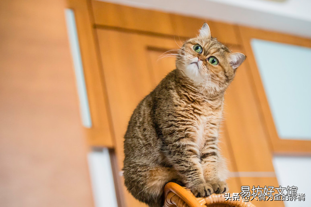 加菲猫的特点和生活特征(加菲猫的特点和生活特征是什么)