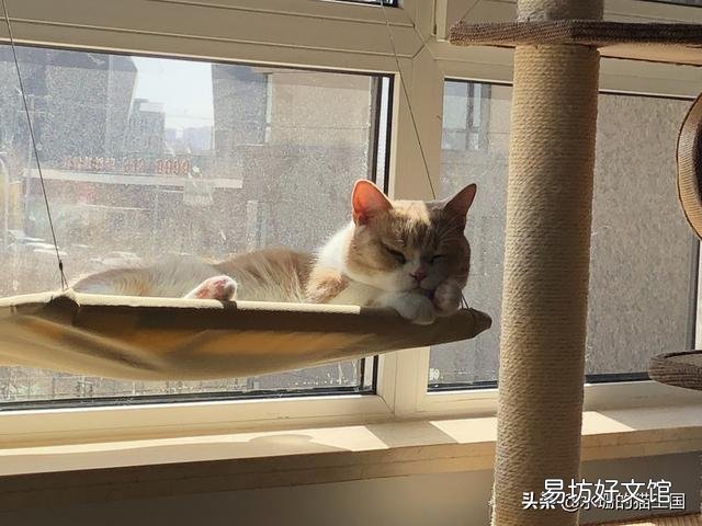 猫猫晒太阳的好处是什么(猫猫晒太阳的好处有哪些)