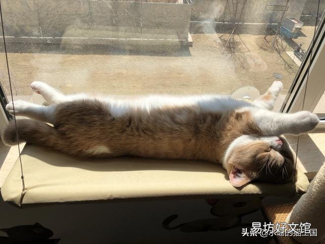 猫猫晒太阳的好处是什么(猫猫晒太阳的好处有哪些)