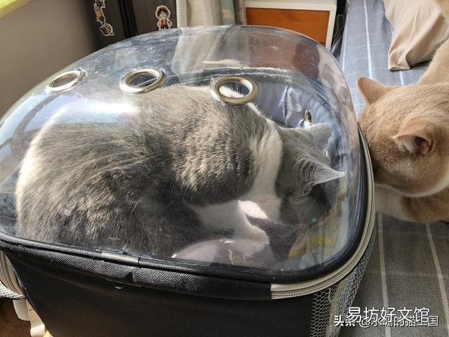 猫猫晒太阳的好处是什么(猫猫晒太阳的好处有哪些)