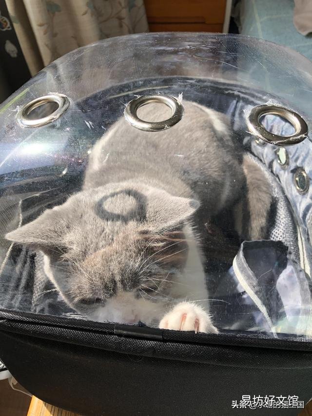 猫猫晒太阳的好处是什么(猫猫晒太阳的好处有哪些)