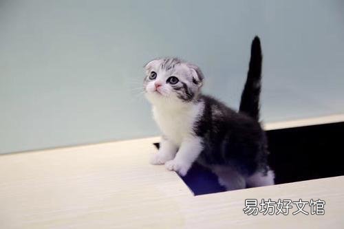 折耳猫生出来的都是折耳猫吗(折耳猫刚生出来啥样)