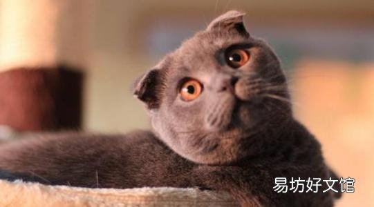 折耳猫生出来的都是折耳猫吗(折耳猫刚生出来啥样)