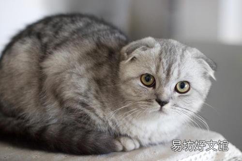 折耳猫生出来的都是折耳猫吗(折耳猫刚生出来啥样)