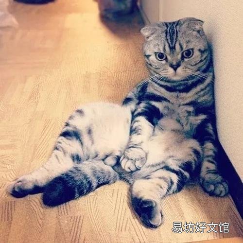 折耳猫生出来的都是折耳猫吗(折耳猫刚生出来啥样)