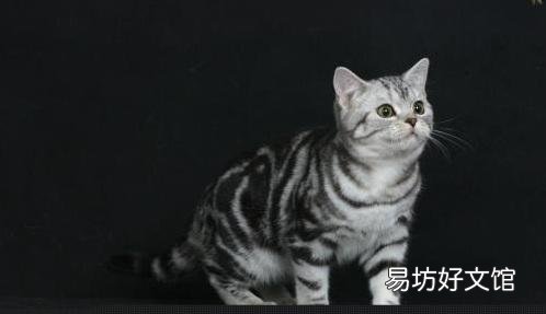 折耳猫生出来的都是折耳猫吗(折耳猫刚生出来啥样)