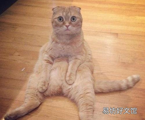 折耳猫生出来的都是折耳猫吗(折耳猫刚生出来啥样)