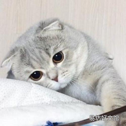 折耳猫生出来的都是折耳猫吗(折耳猫刚生出来啥样)