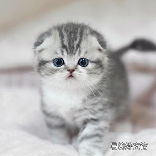 折耳猫生出来的都是折耳猫吗(折耳猫刚生出来啥样)