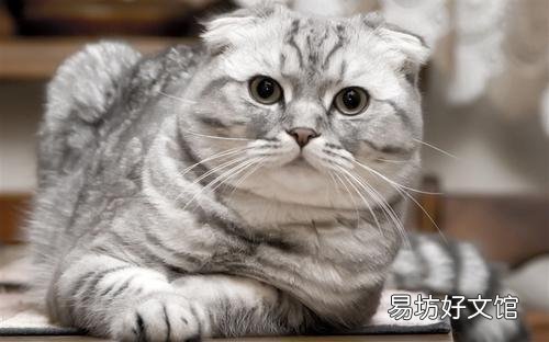 折耳猫生出来的都是折耳猫吗(折耳猫刚生出来啥样)