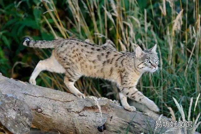 家猫和野猫有什么区别(家养的猫和野猫有什么区别)