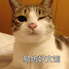 家猫和野猫有什么区别(家养的猫和野猫有什么区别)